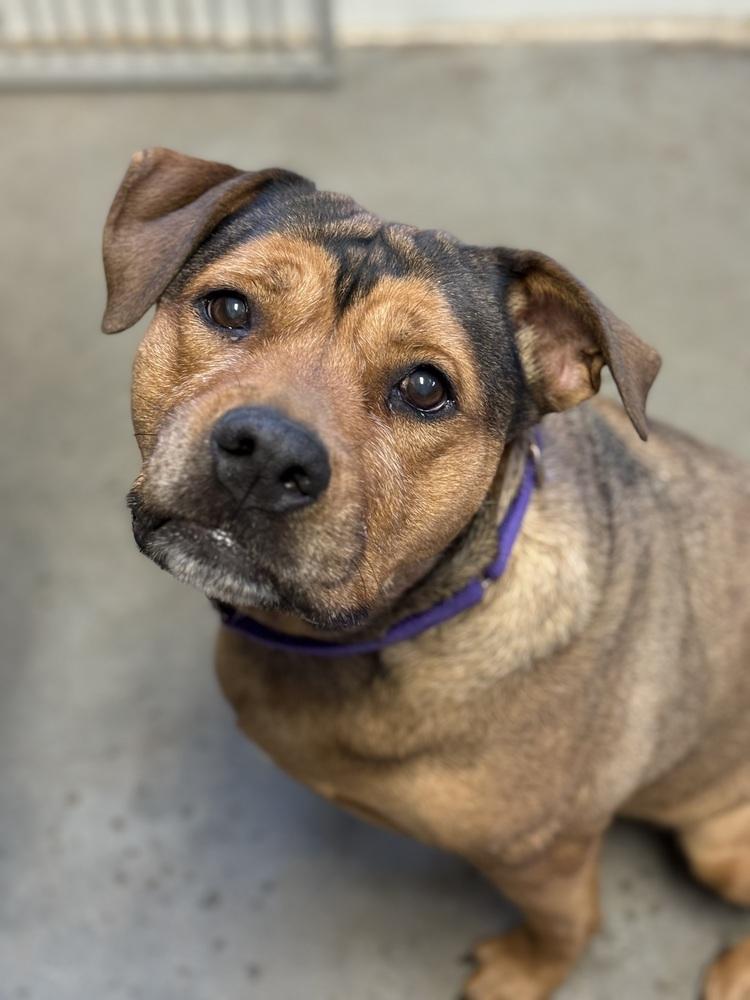 Maggie, Adoptable, Senior Female Mixed Breed.