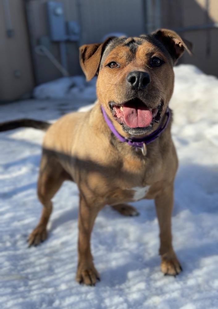 Enlarge Maggie, a Adoptable mixed breed in Bemidji, MN image 2/6