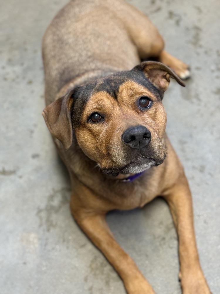 Enlarge Maggie, a Adoptable mixed breed in Bemidji, MN image 3/6