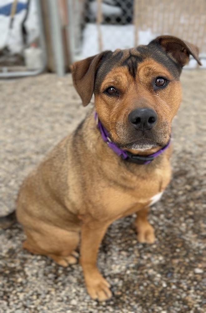Enlarge Maggie, a Adoptable mixed breed in Bemidji, MN image 4/6