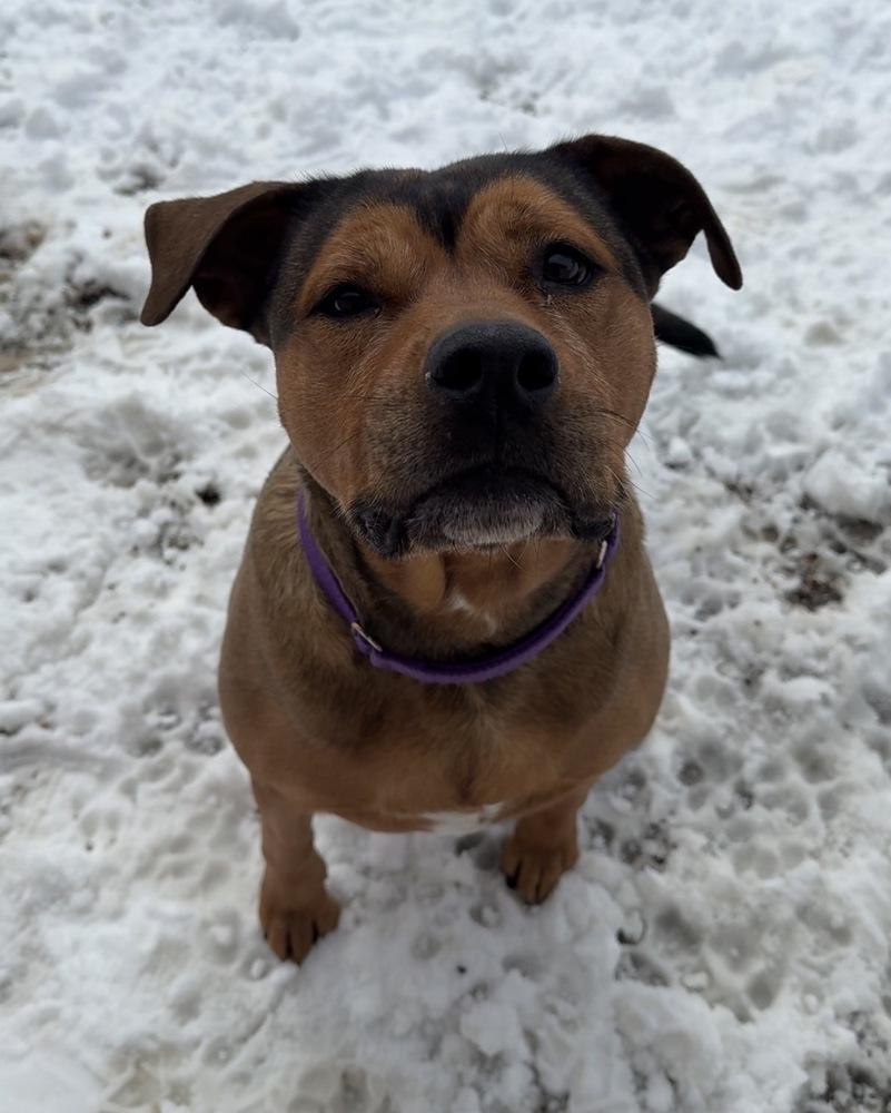 Enlarge Maggie, a Adoptable mixed breed in Bemidji, MN image 5/6