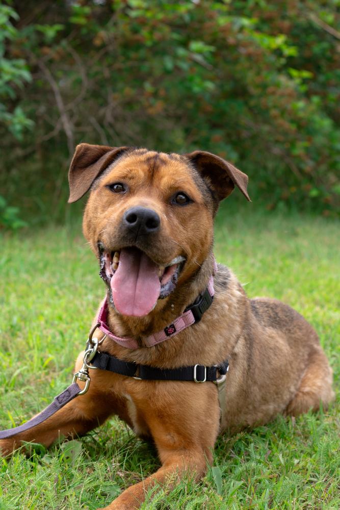 Enlarge Maggie, a Adoptable mixed breed in Bemidji, MN image 3/6