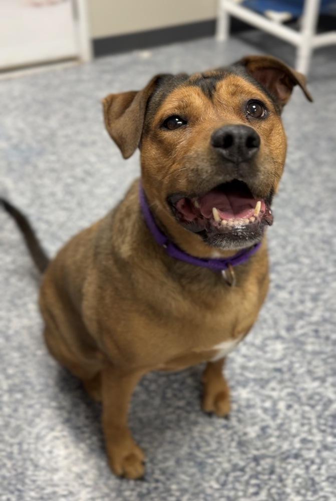 Enlarge Maggie, a Adoptable mixed breed in Bemidji, MN image 6/6