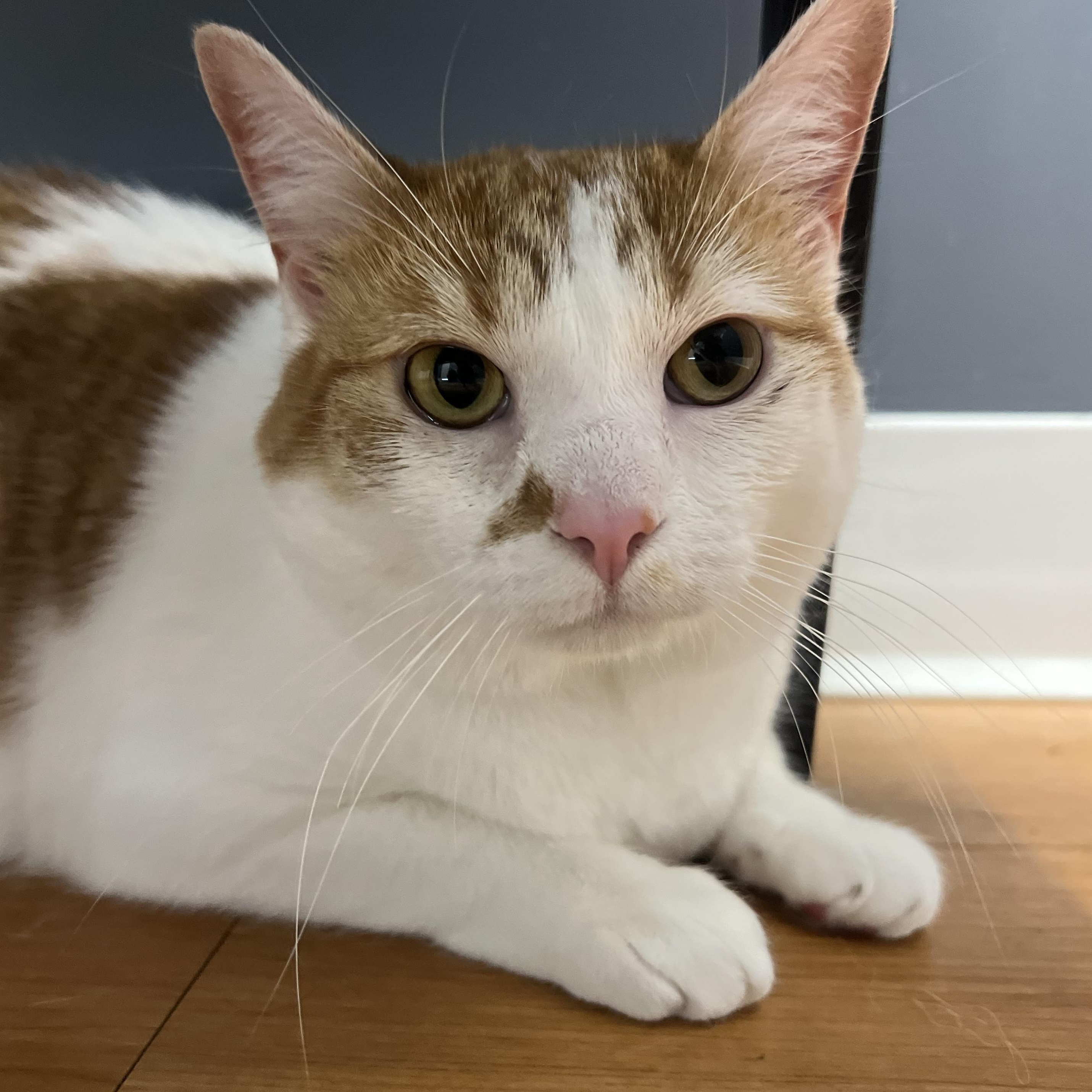 Enlarge Nilah, a Adoptable American Bobtail in jacksonville, FL image 1/6