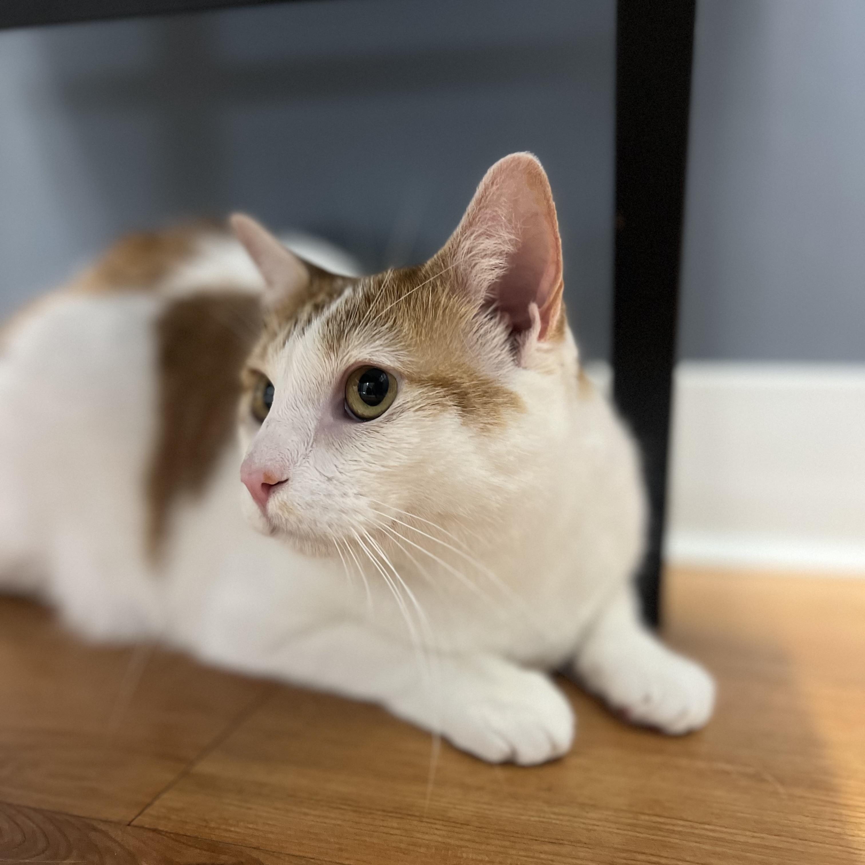 Enlarge Nilah, a Adoptable American Bobtail in jacksonville, FL image 2/6