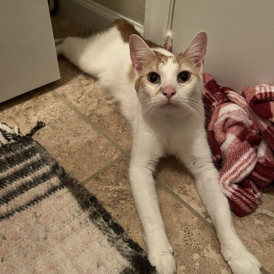 Enlarge Nilah, a Adoptable American Bobtail in jacksonville, FL image 5/6