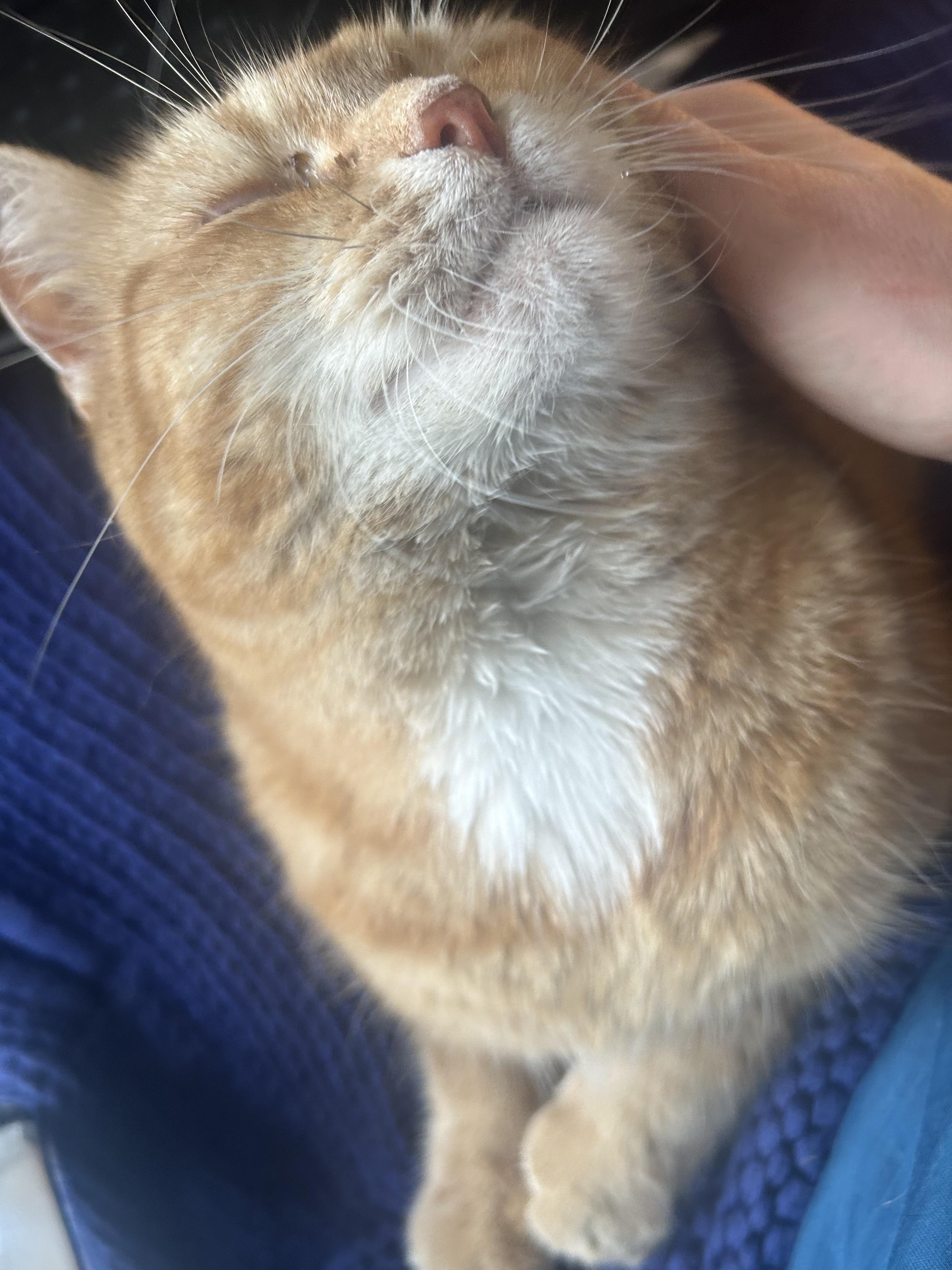 Enlarge Bebe, a Adoptable Domestic Short Hair in Wheaton, IL image 2/5