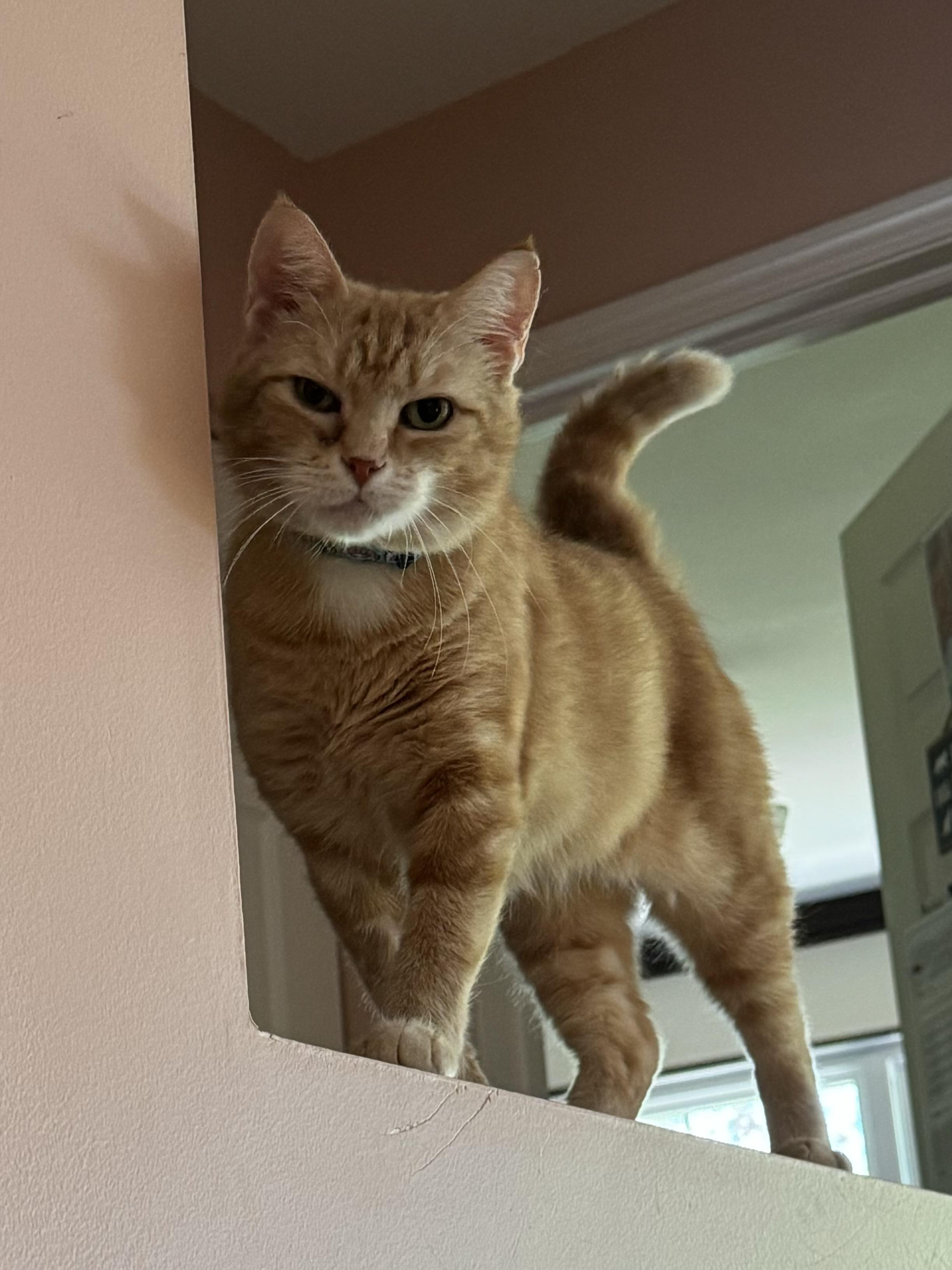 Enlarge Bebe, a Adoptable Domestic Short Hair in Wheaton, IL image 5/5