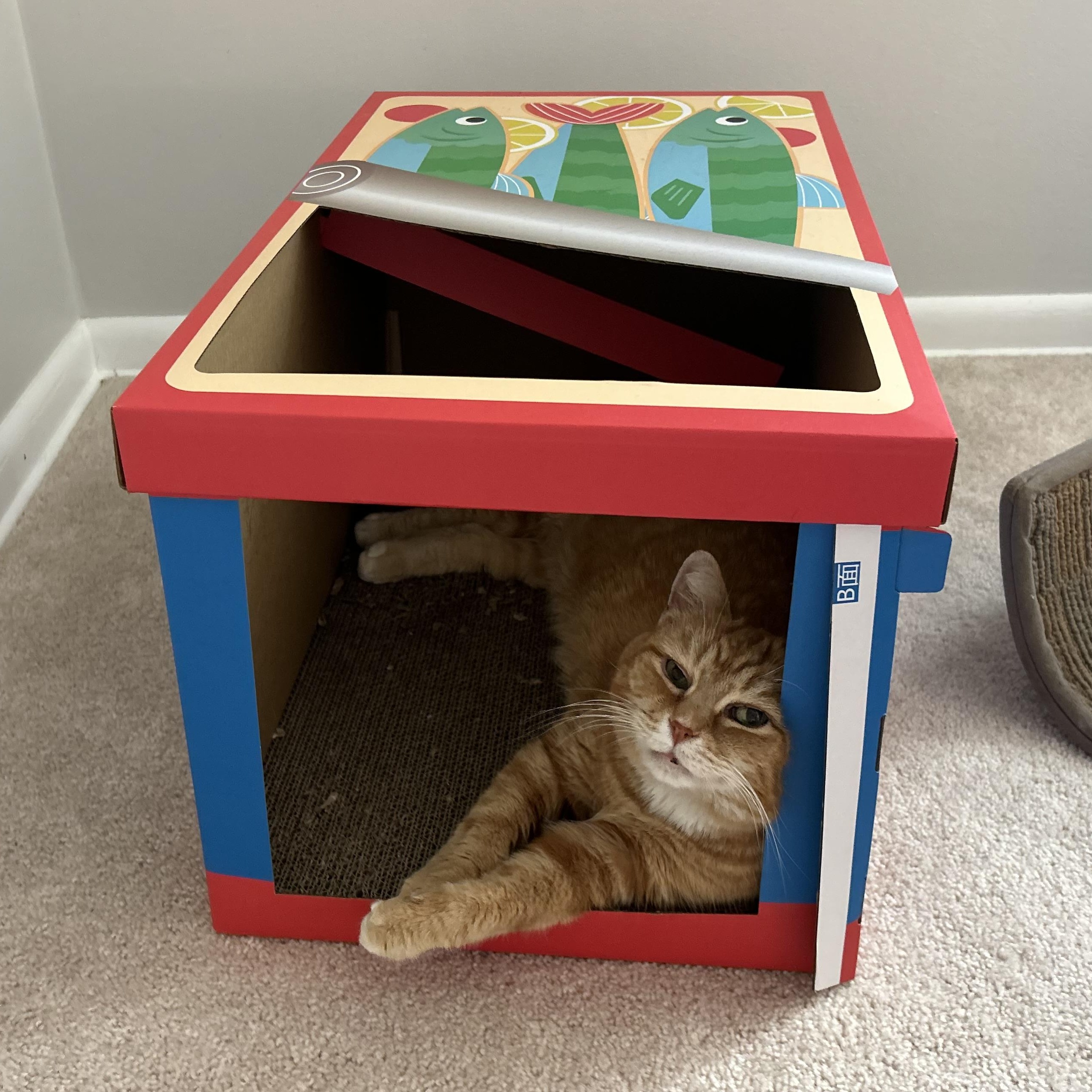 Enlarge Bebe, a Adoptable Domestic Short Hair in Wheaton, IL image 3/5