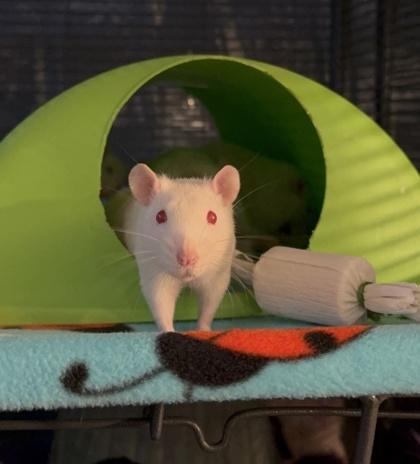Covetous Shen, adopted, Young Male Rat.