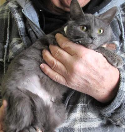 Enlarge Truffles, an adopted mixed breed in Frederick, MD image 3/4