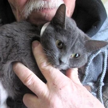 Enlarge Truffles, an adopted mixed breed in Frederick, MD image 4/4