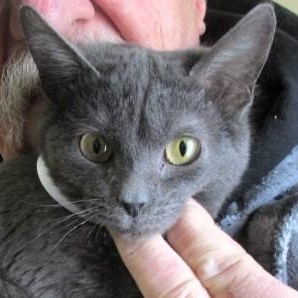 Enlarge Truffles, an adopted mixed breed in Frederick, MD image 1/4