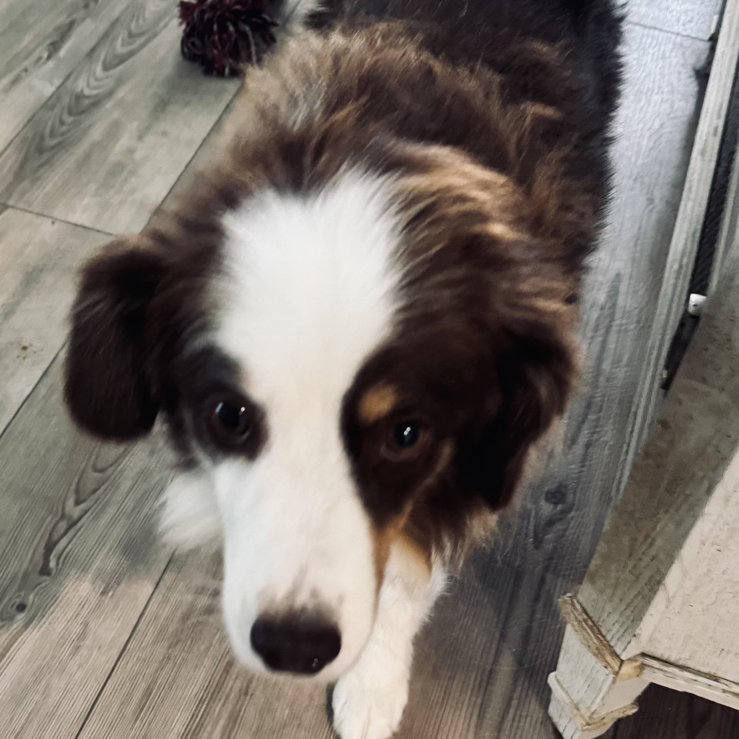 Enlarge Reba, a Adopted Australian Shepherd in Louisburg, KS image 3/6