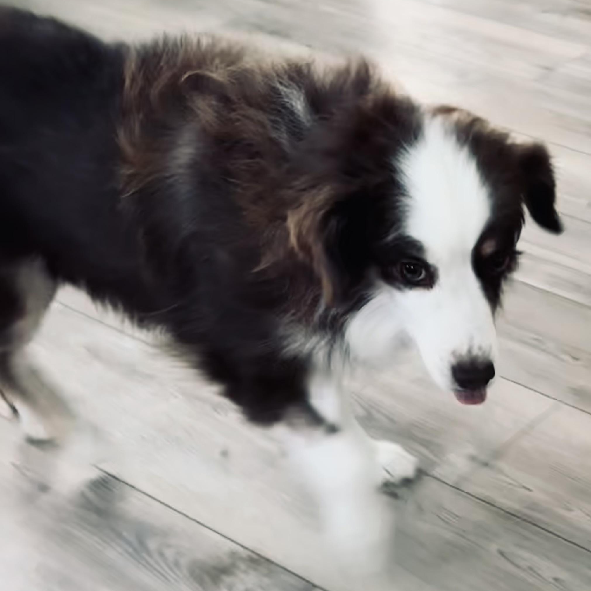 Enlarge Reba, a Adopted Australian Shepherd in Louisburg, KS image 5/6