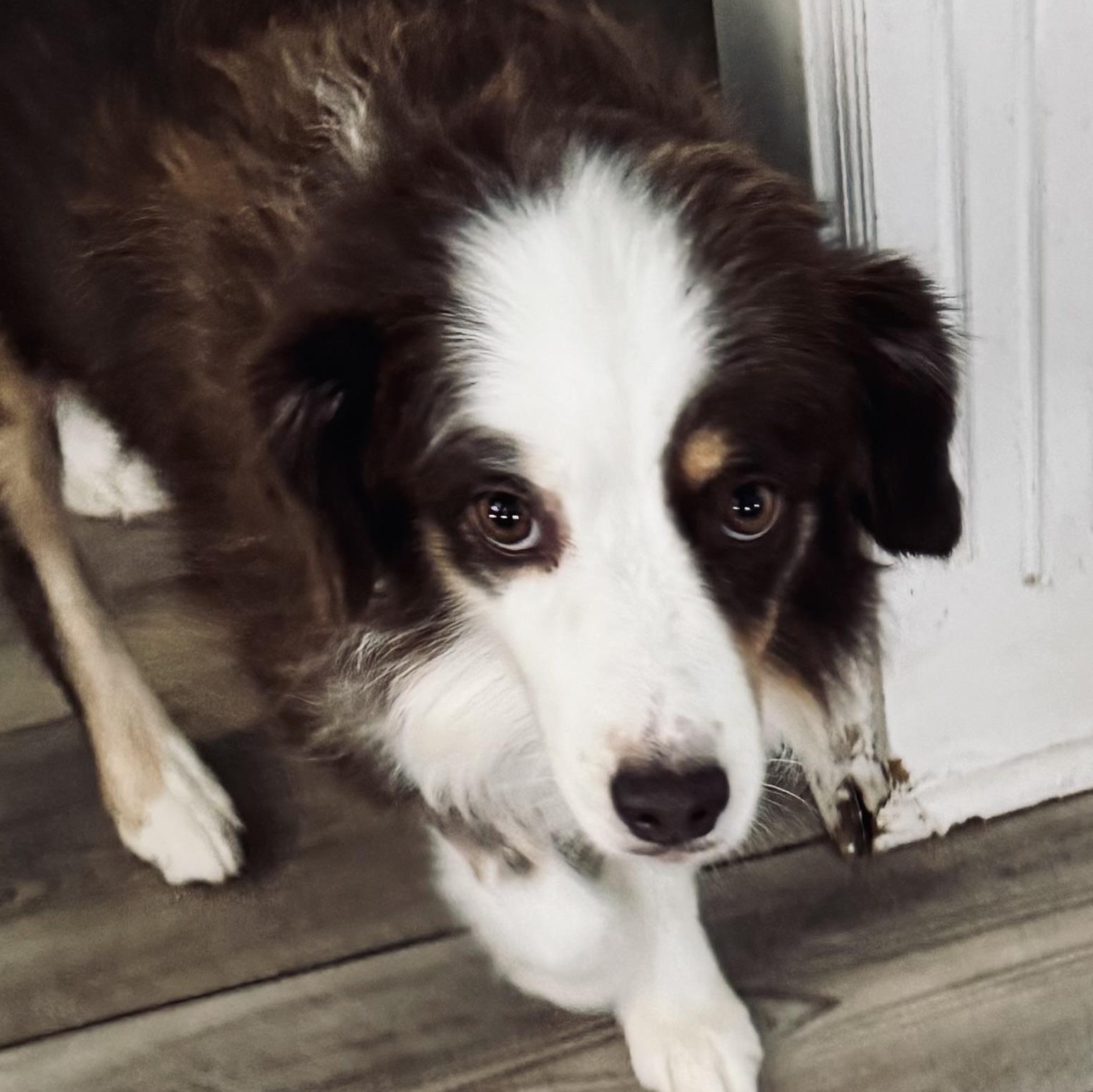 Enlarge Reba, a Adopted Australian Shepherd in Louisburg, KS image 1/6