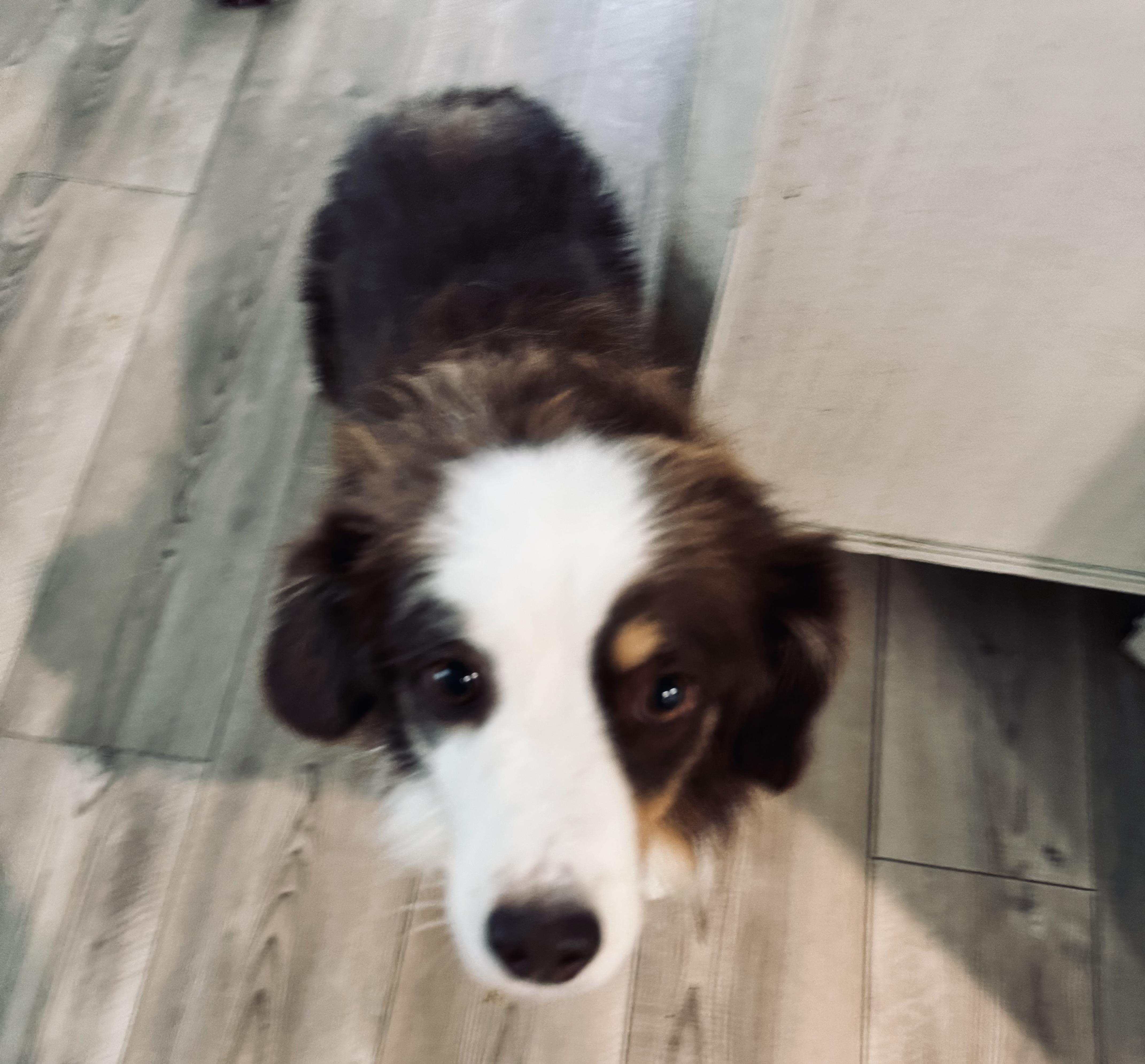 Enlarge Reba, a Adopted Australian Shepherd in Louisburg, KS image 2/6