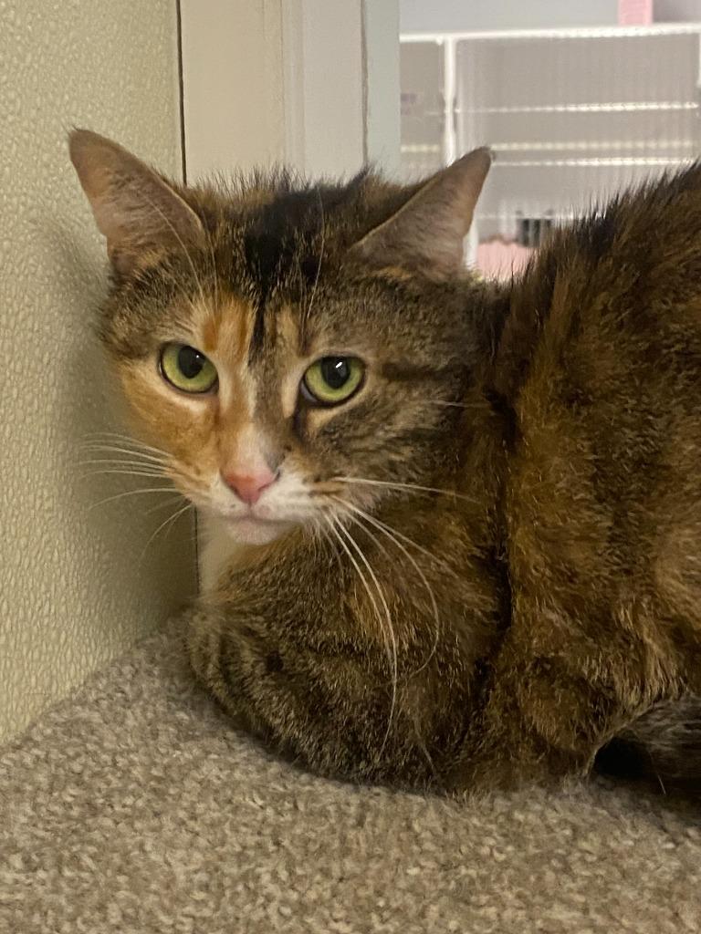 Enlarge LORELAI, a Adoptable mixed breed in Sandusky, OH image 1/1