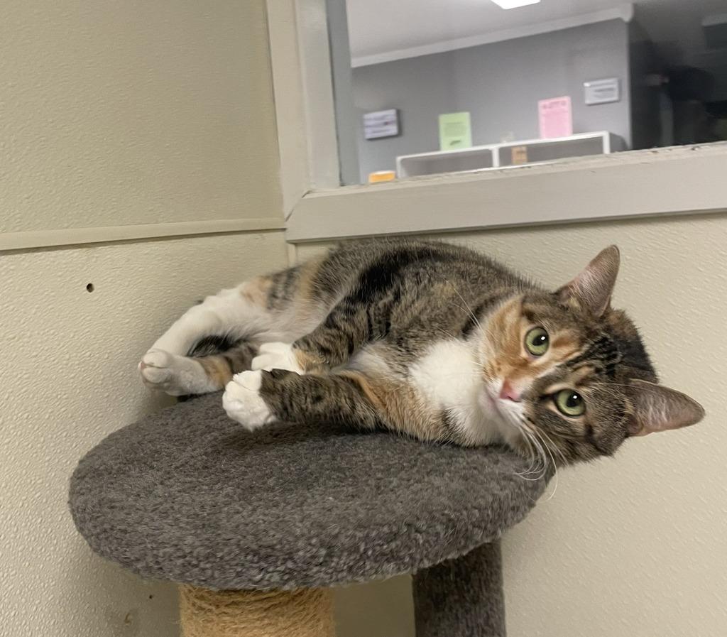 Enlarge LORELAI, a Adoptable mixed breed in Sandusky, OH image 1/2