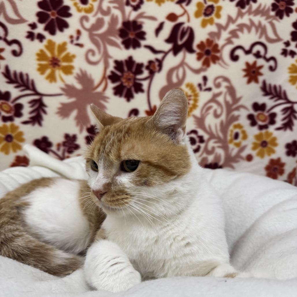 Milo, Adoptable, Adult Male Domestic Short Hair.