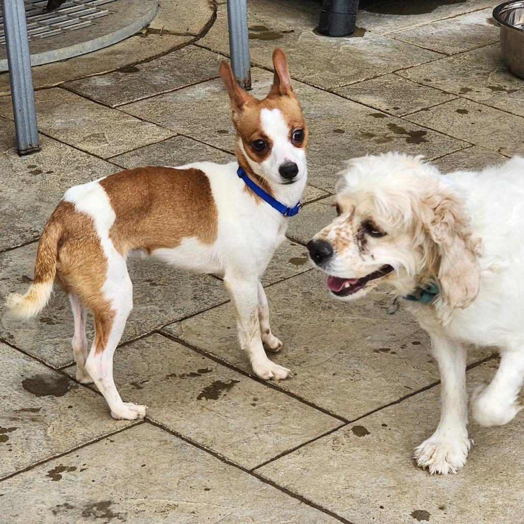 Ocean, Adoptable, Senior Male Cocker Spaniel & Spaniel.