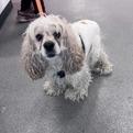 Ocean, Adoptable, Senior Male Cocker Spaniel & Spaniel.