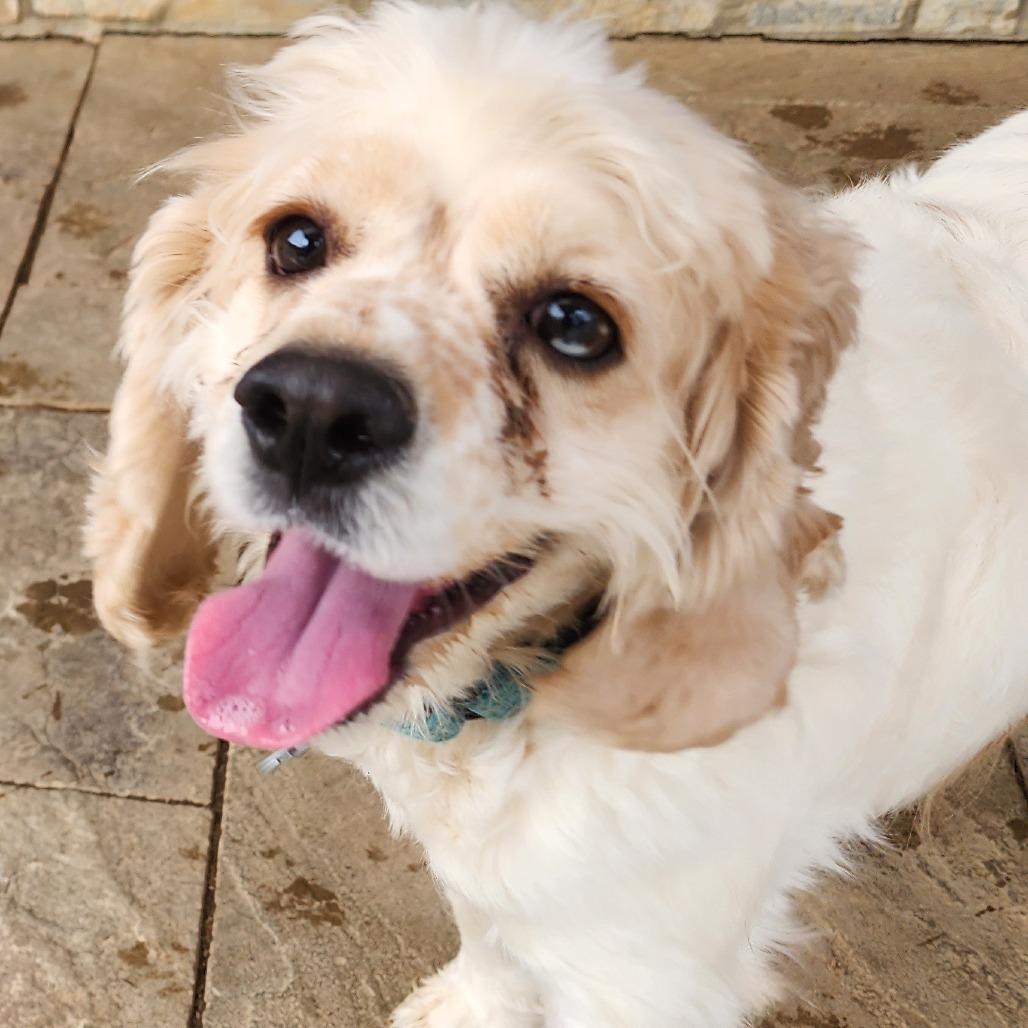 Enlarge Ocean, a Adoptable mixed breed in Glenelg, MD image 3/6