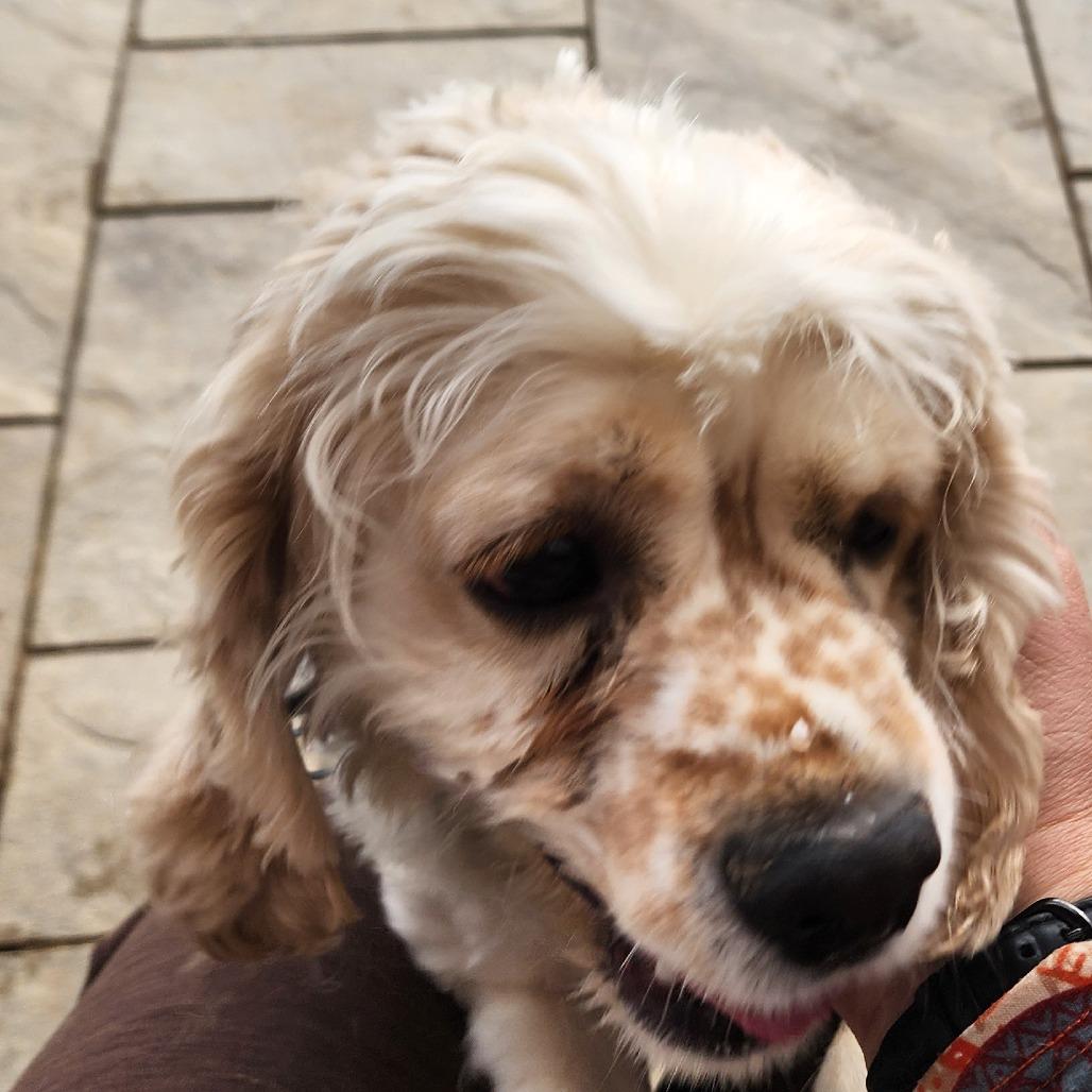 Enlarge Ocean, a Adoptable mixed breed in Glenelg, MD image 4/6