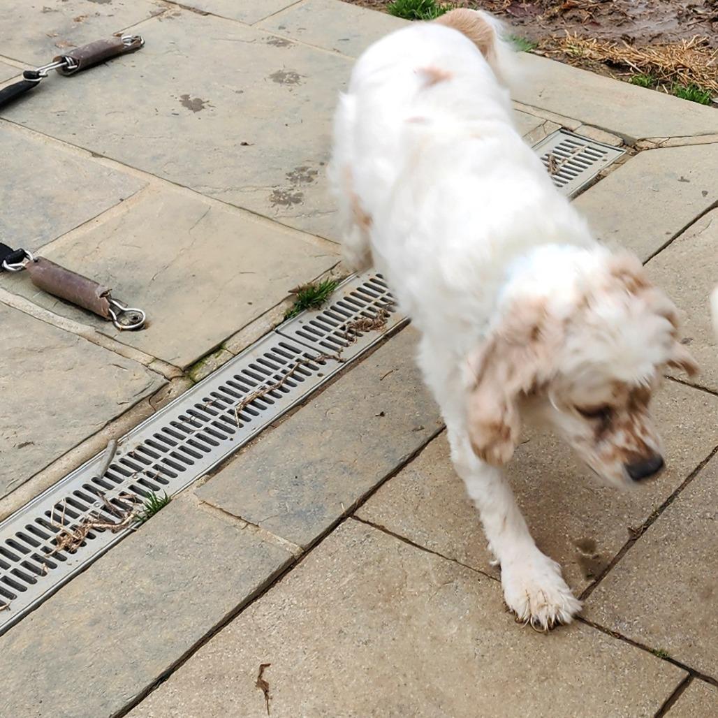 Enlarge Ocean, a Adoptable mixed breed in Glenelg, MD image 5/6