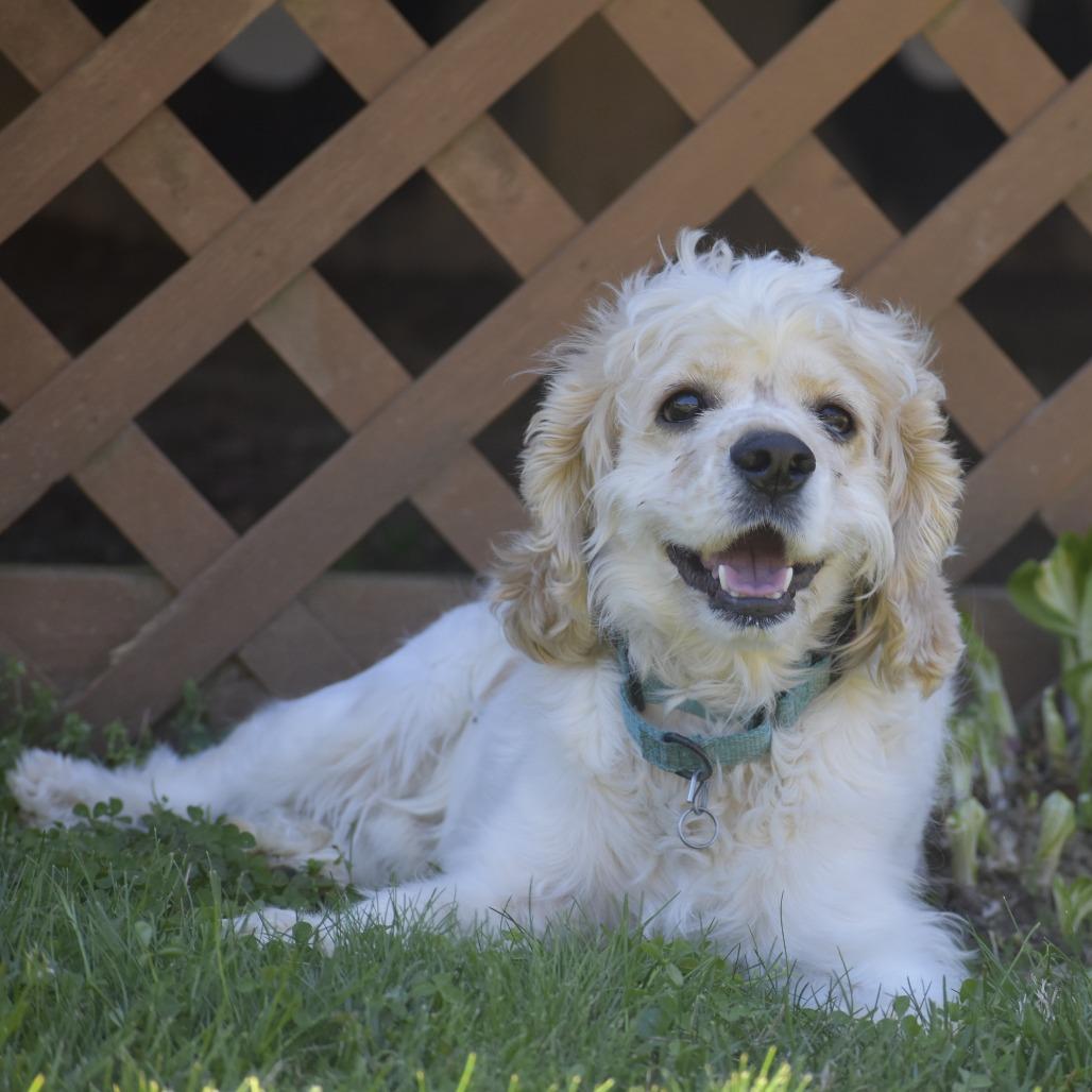 Enlarge Ocean, a Adoptable mixed breed in Glenelg, MD image 5/6
