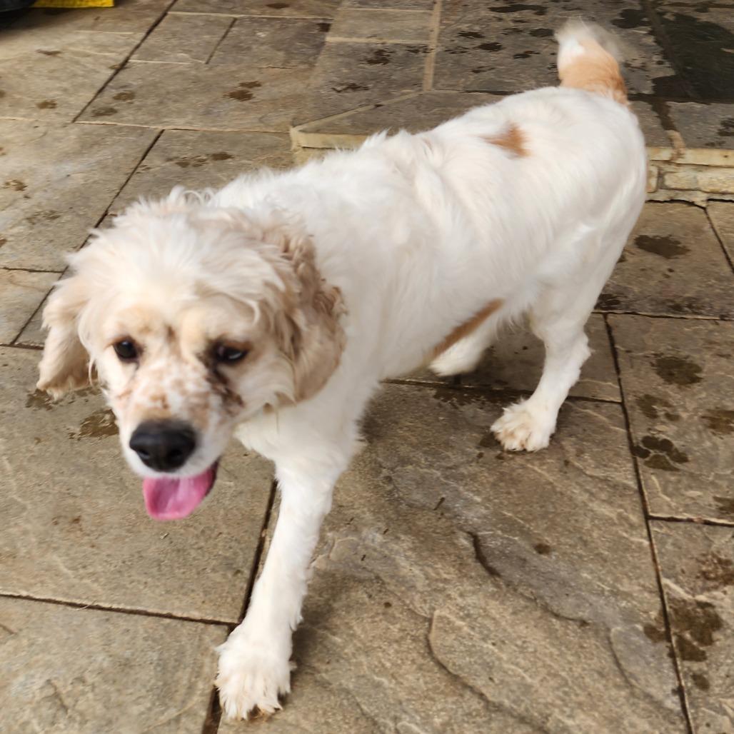 Enlarge Ocean, a Adoptable mixed breed in Glenelg, MD image 6/6