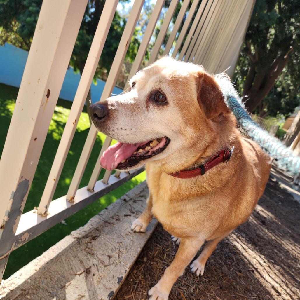 Enlarge Rusty (C000-700) - City of Industry Location, a Adoptable Labrador Retriever in Chino Hills, CA image 1/6