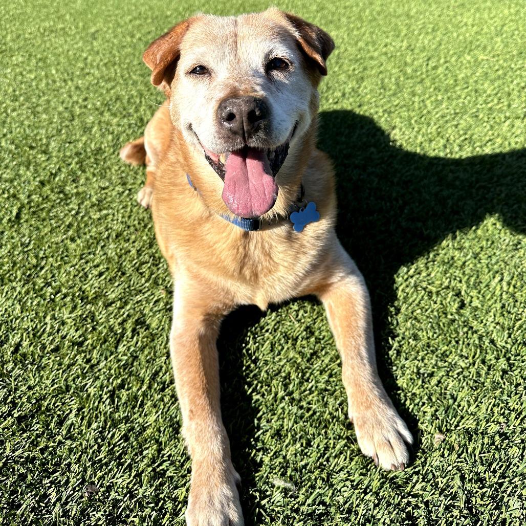 Enlarge Rusty (C000-700) - City of Industry Location, a Adoptable Labrador Retriever in Chino Hills, CA image 2/6