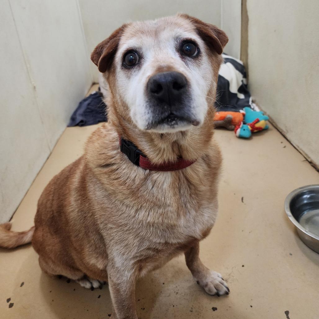 Enlarge Rusty (C000-700) - City of Industry Location, a Adoptable Labrador Retriever in Chino Hills, CA image 3/6