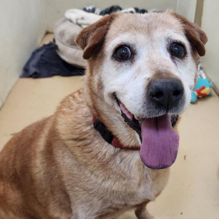Enlarge Rusty (C000-700) - City of Industry Location, a Adoptable Labrador Retriever in Chino Hills, CA image 4/6