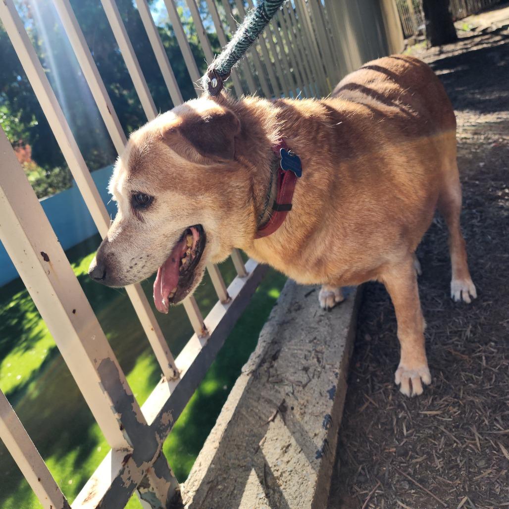 Enlarge Rusty (C000-700) - City of Industry Location, a Adoptable Labrador Retriever in Chino Hills, CA image 5/6