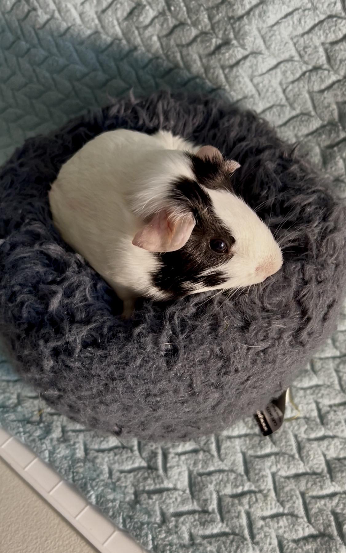 Edna, Young Female Short-Haired