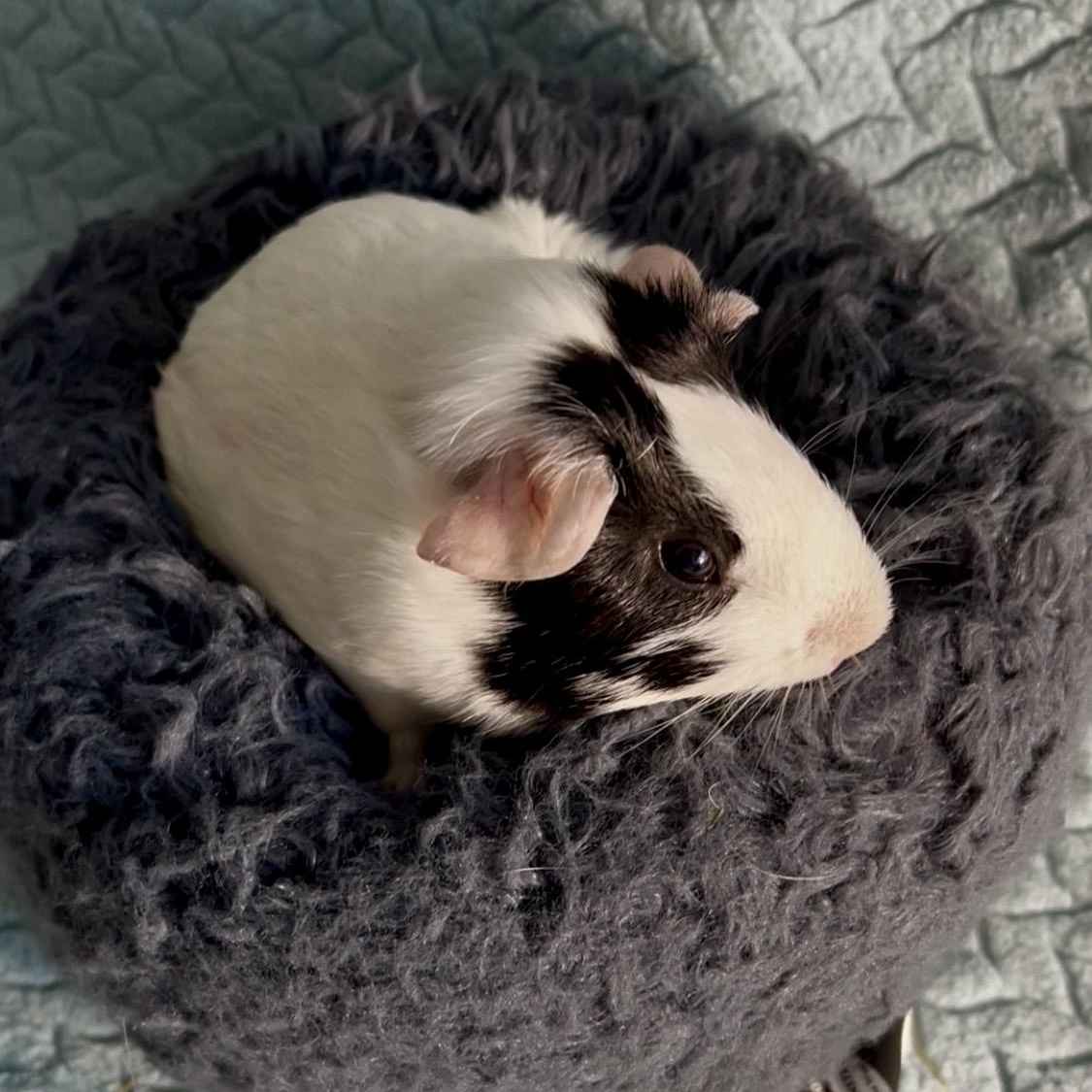 Enlarge Edna, a Adoptable Short-Haired in San Antonio, TX image 2/3