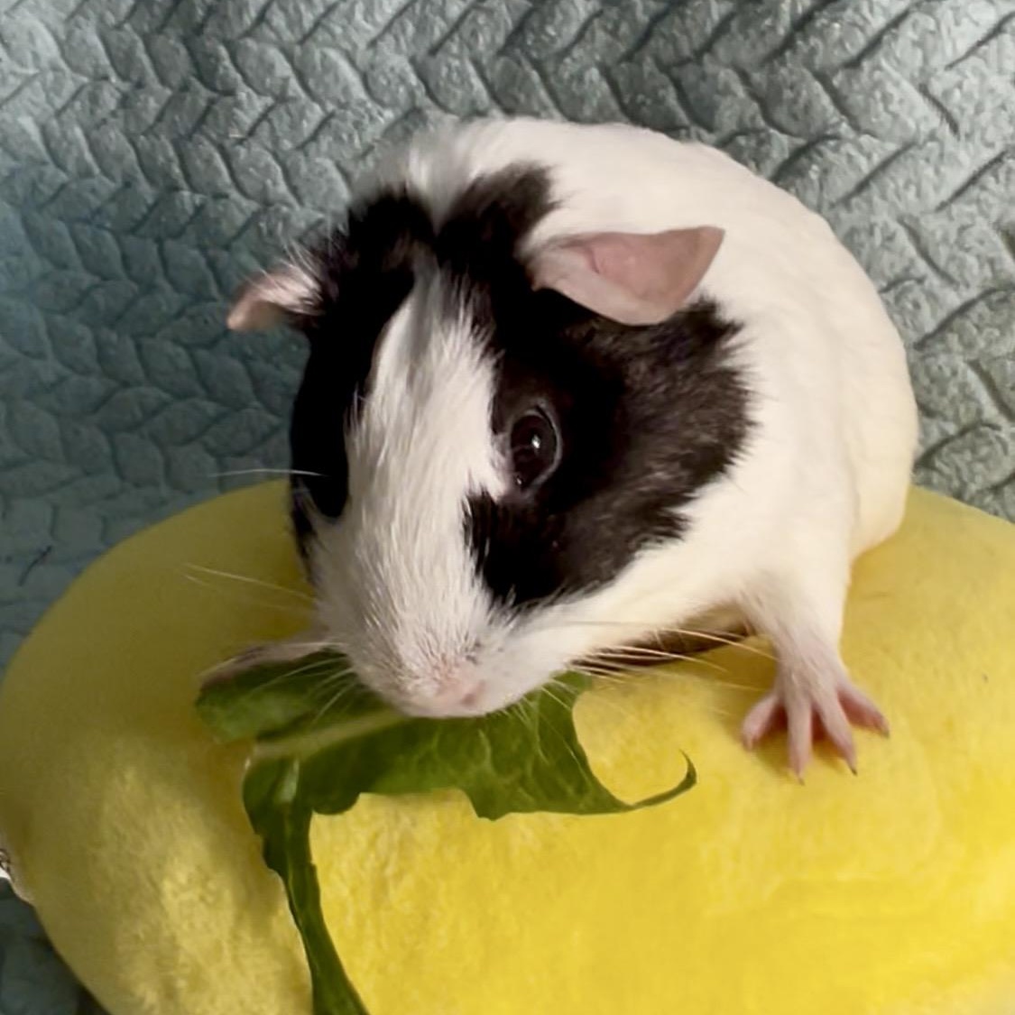 Enlarge Edna, a Adoptable Short-Haired in San Antonio, TX image 1/3