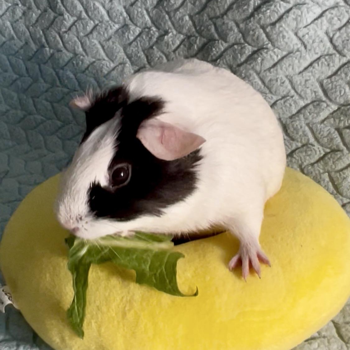 Enlarge Edna, a Adoptable Short-Haired in San Antonio, TX image 3/3