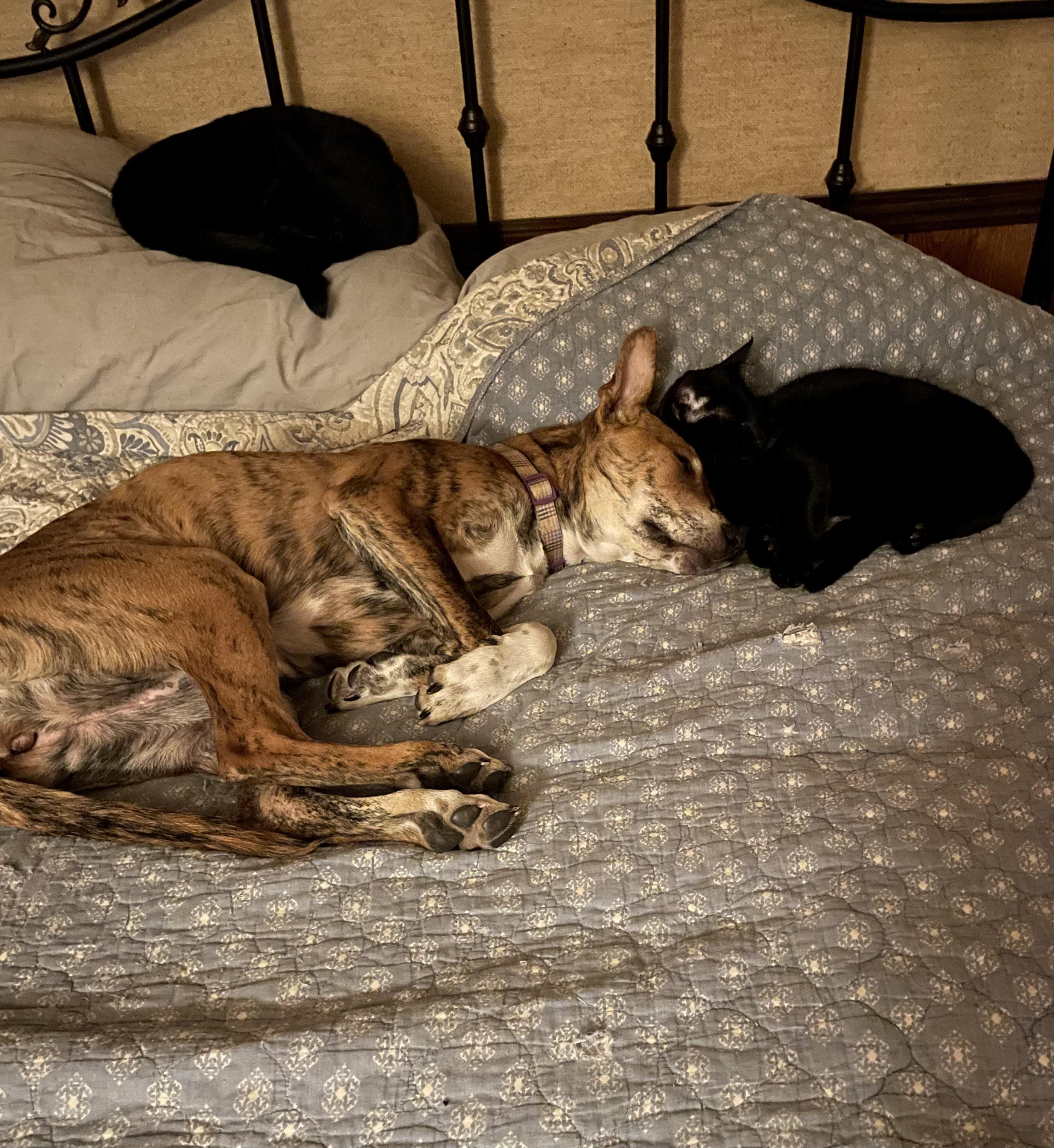 Siskiyou, an adoptable Belgian Shepherd / Malinois in Sonora, CA, 95370 | Photo Image 2