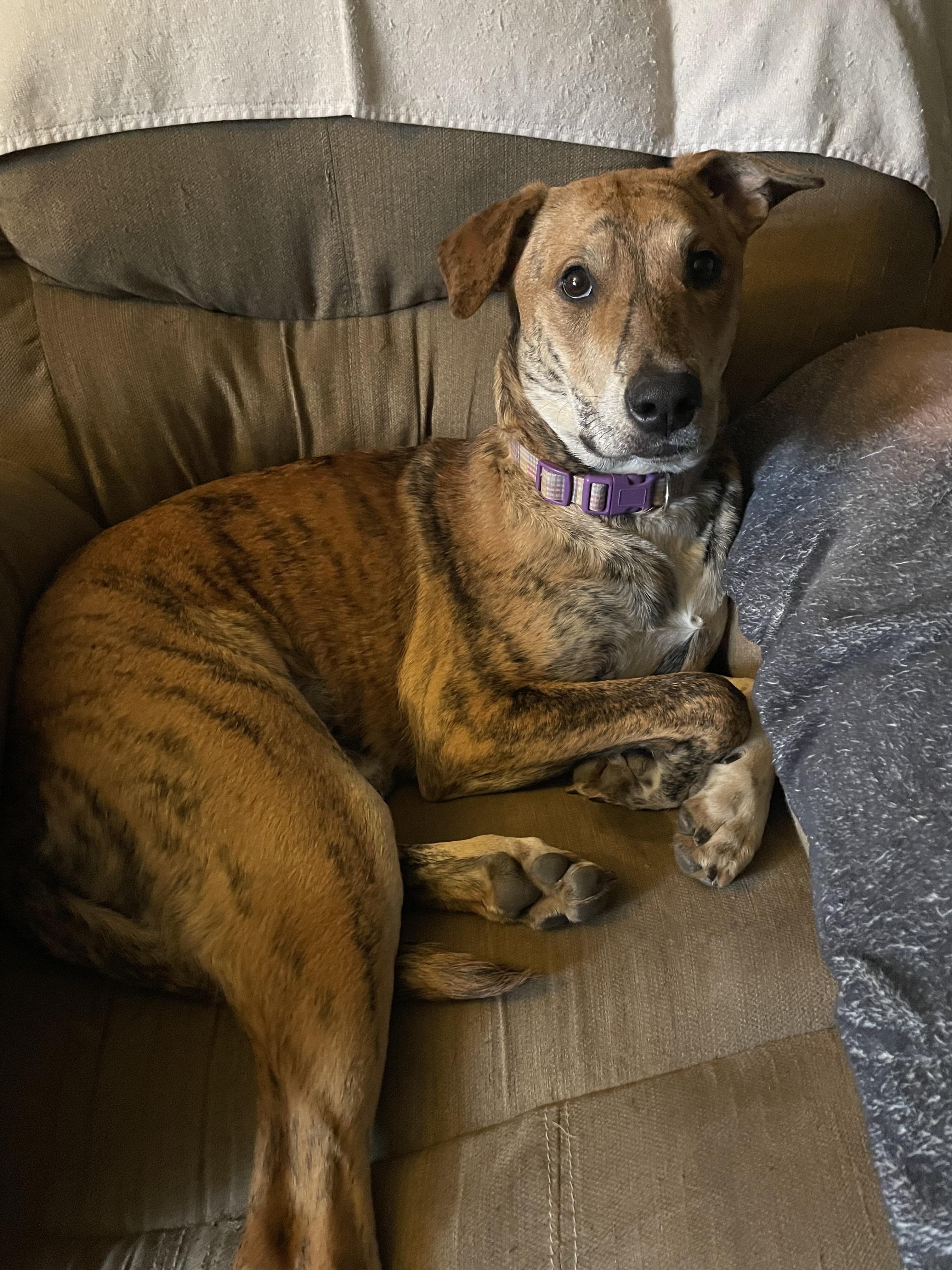 Siskiyou, an adoptable Belgian Shepherd / Malinois in Sonora, CA, 95370 | Photo Image 3