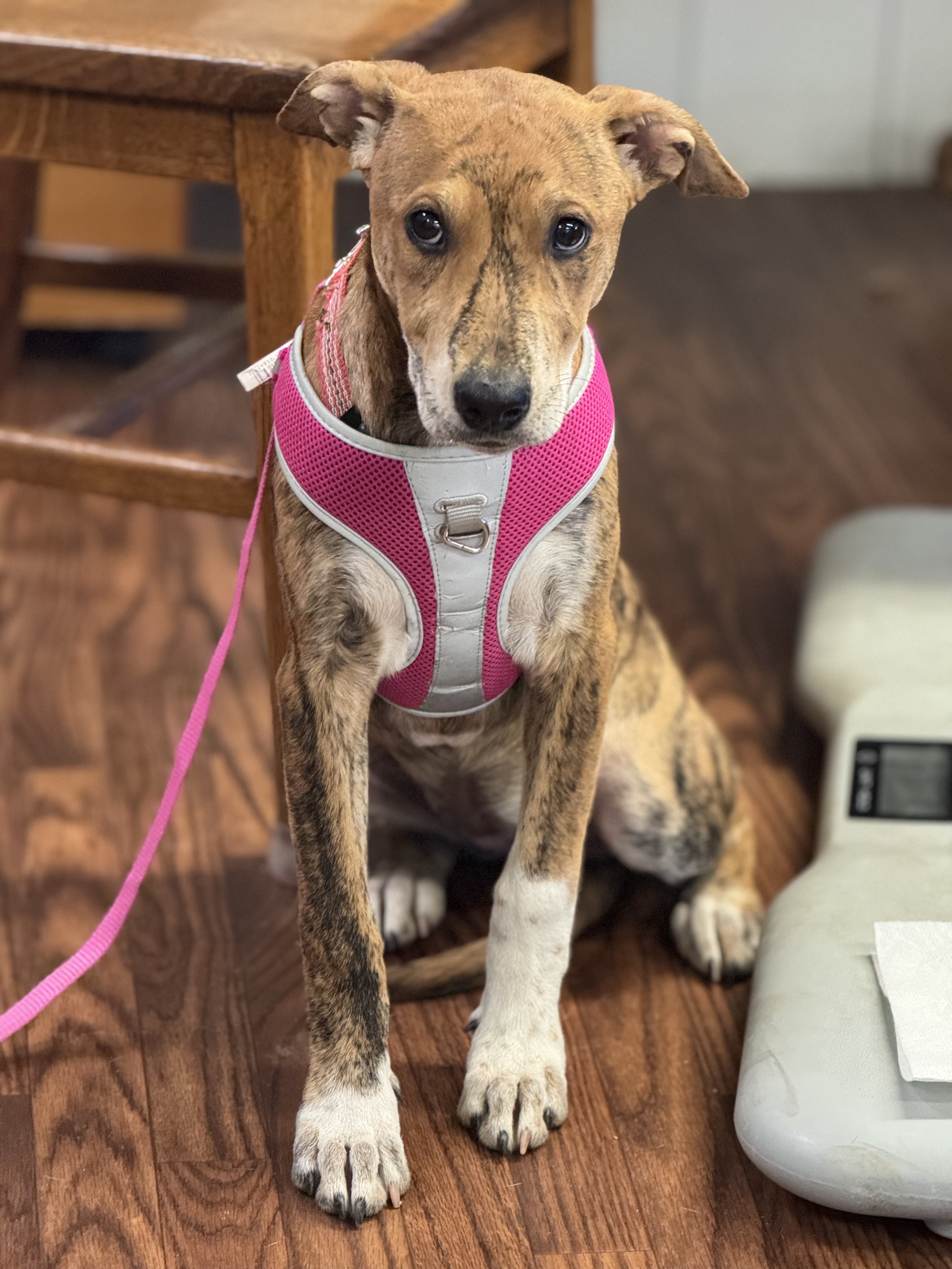 Siskiyou, an adoptable Belgian Shepherd / Malinois in Sonora, CA, 95370 | Photo Image 6