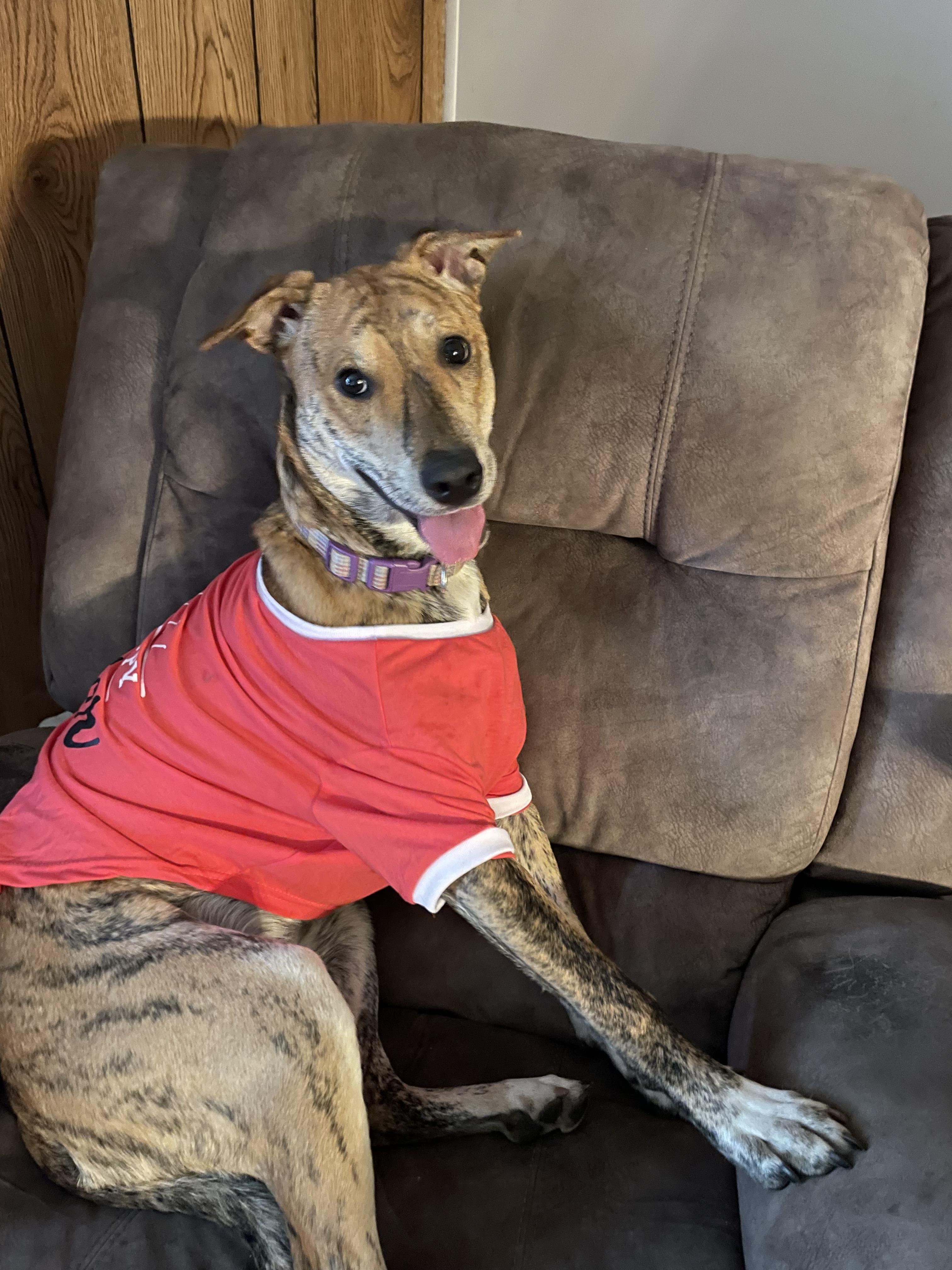 Siskiyou, an adoptable Belgian Shepherd / Malinois in Sonora, CA, 95370 | Photo Image 5