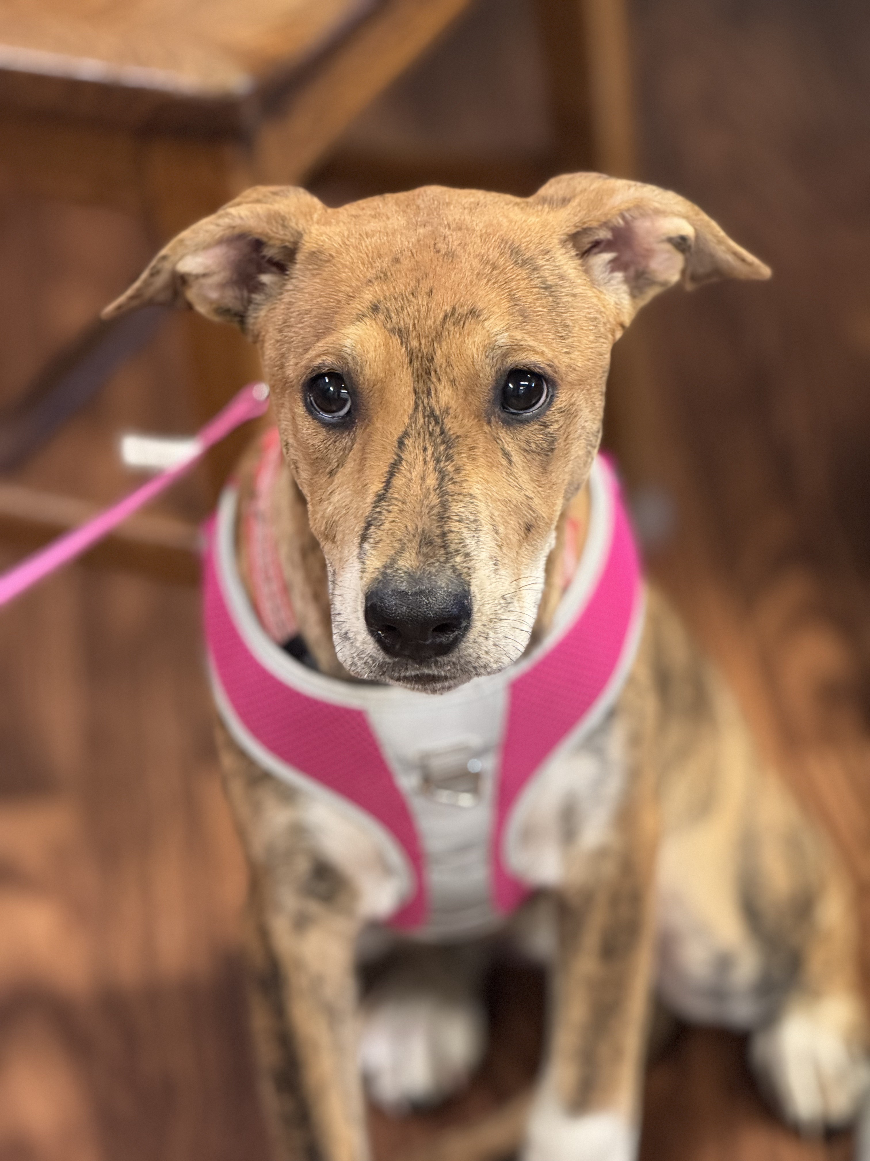 Siskiyou, an adoptable Belgian Shepherd / Malinois in Sonora, CA, 95370 | Photo Image 1