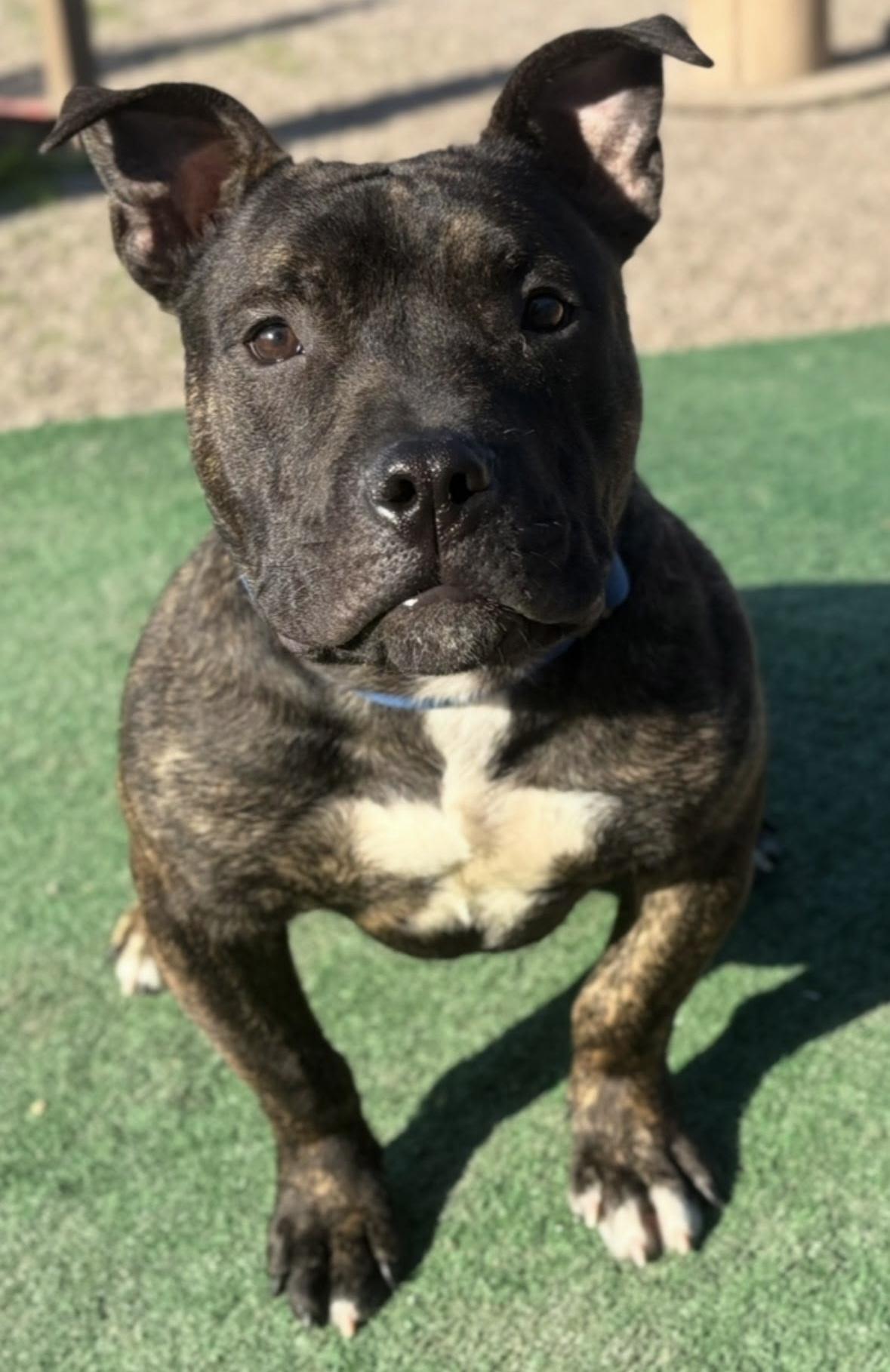 Ducky, a Adopted mixed breed in Rochester, NY image 1/4