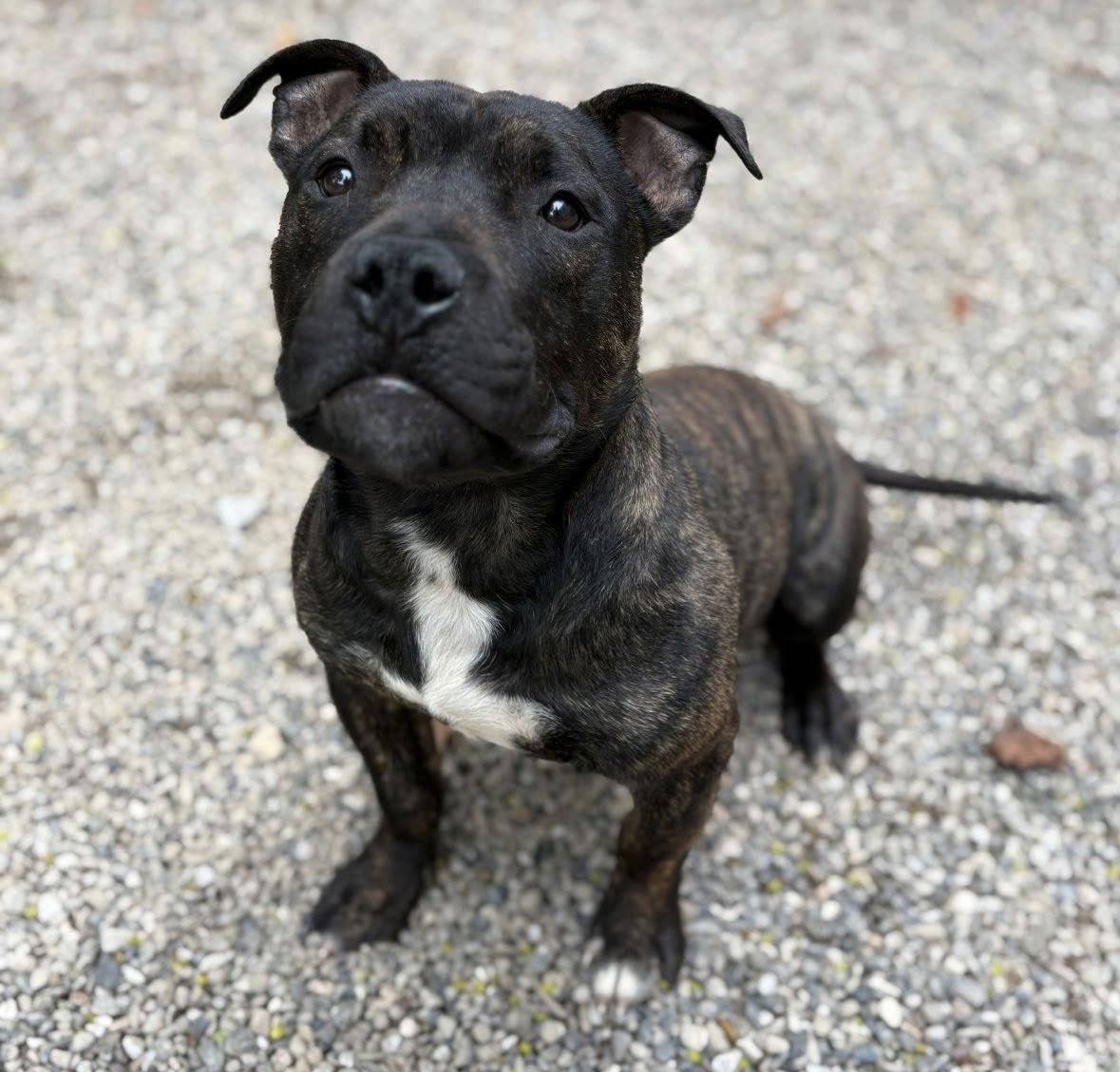 Ducky, a Adopted mixed breed in Rochester, NY image 2/4