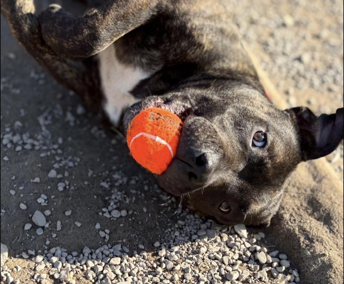 Ducky, a Adopted mixed breed in Rochester, NY image 3/4