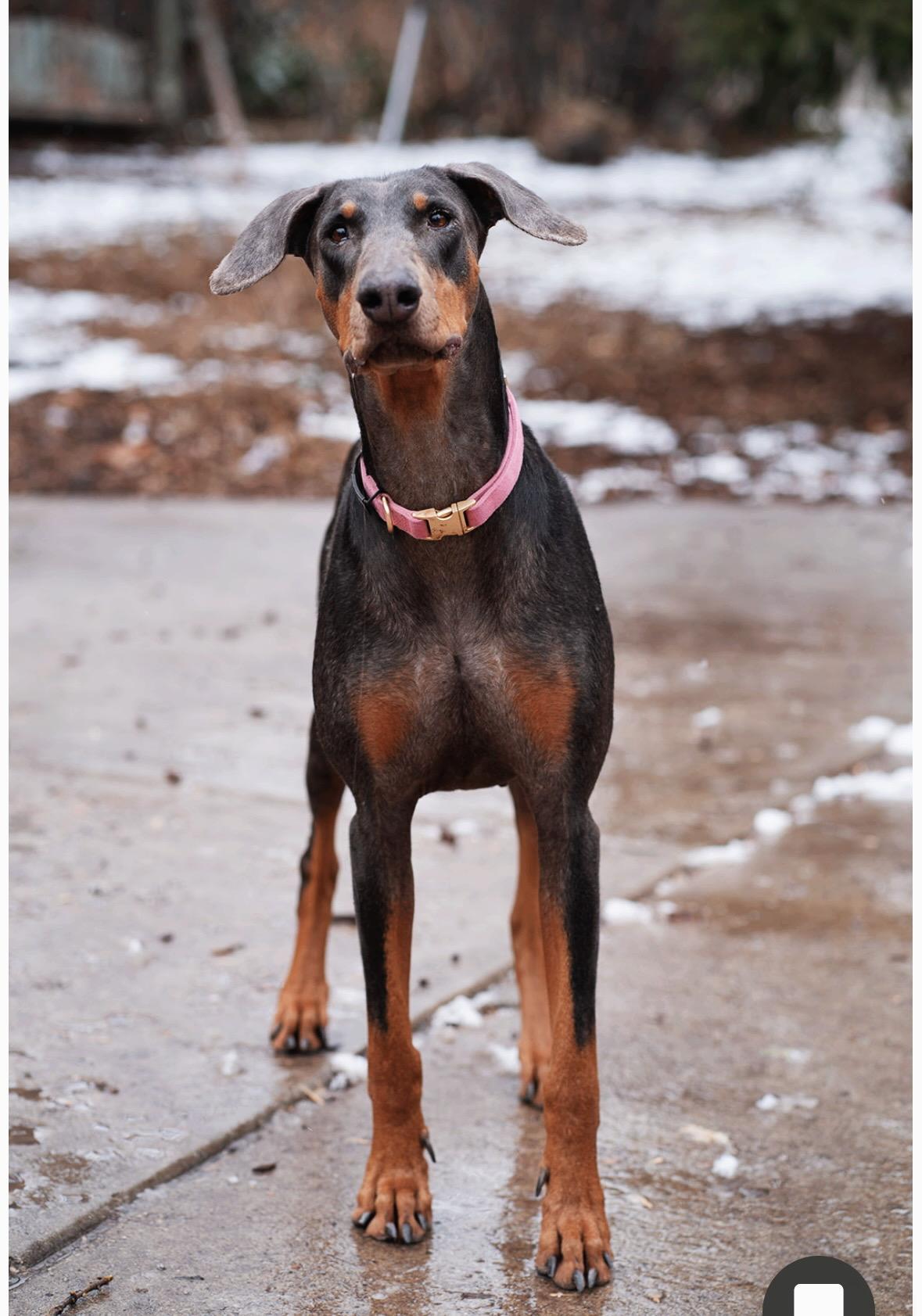 Bambi, a Adopted Doberman Pinscher in salt lake city, UT image 1/6