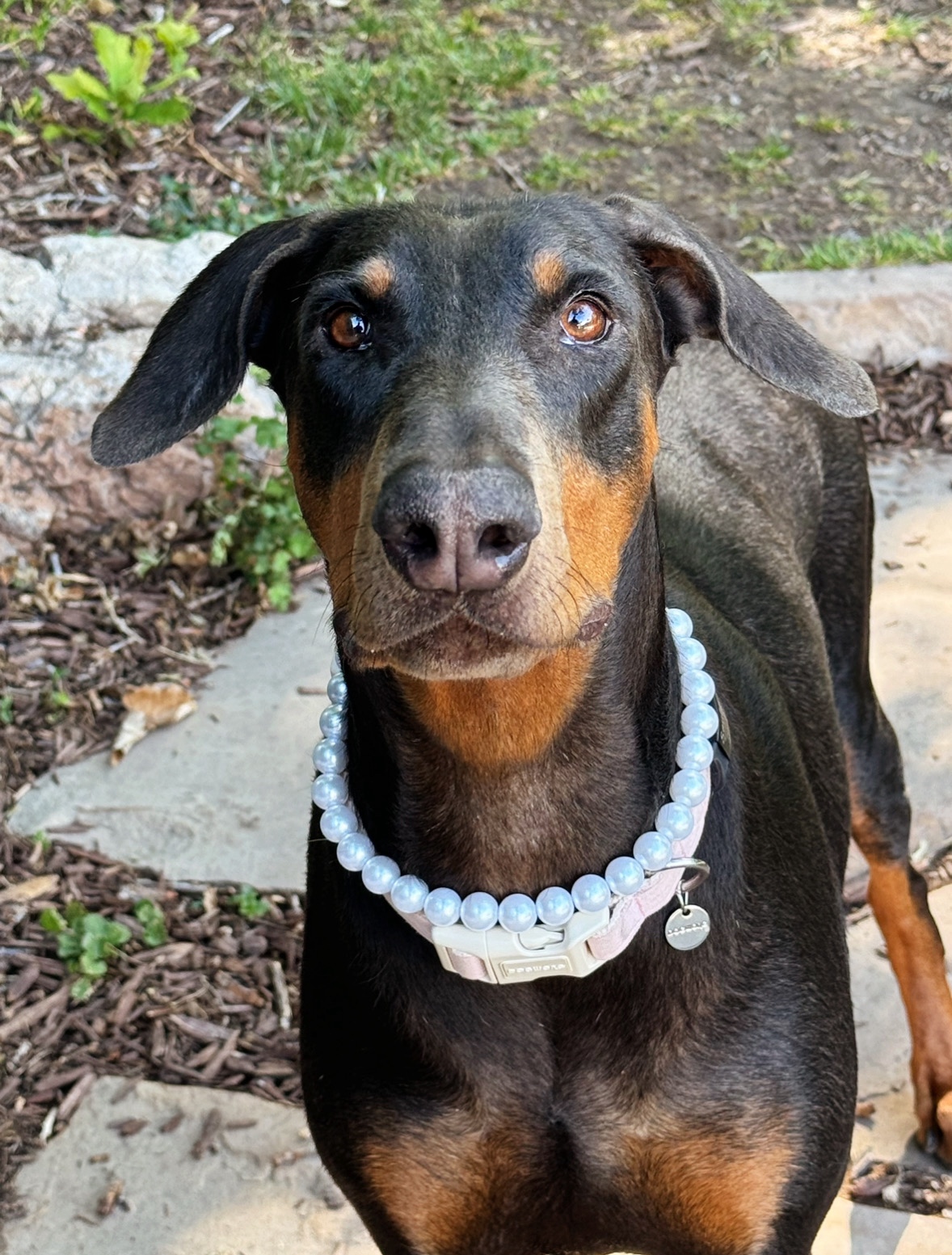 Bambi, a Adopted Doberman Pinscher in salt lake city, UT image 4/6